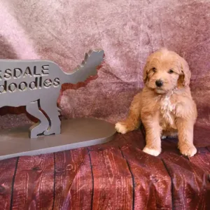 Paw & Mac Litter - Male Blue/Green (Miniature)