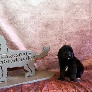 Paw & Mac Litter - Male Green (Miniature)