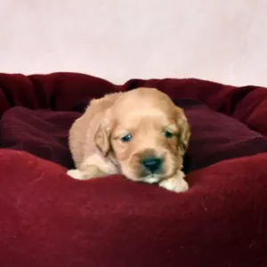 Paw & Mac Litter - Female Black (Miniature)