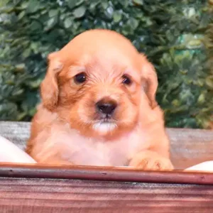 Paw & Mac Litter - Female Black (Miniature)