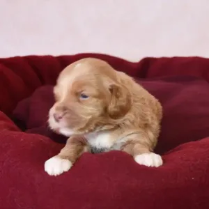 Paw & Mac Litter - Female Brown (Miniature)