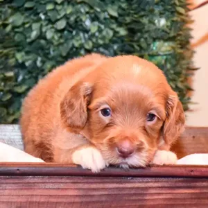 Paw & Mac Litter - Female Brown (Miniature)