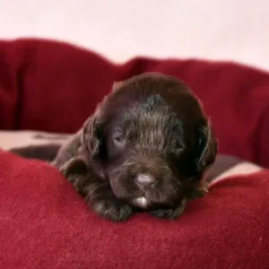 Paw & Mac Litter - Female Pink (Miniature)