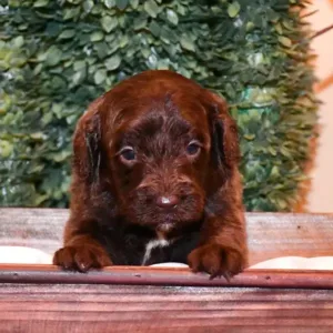Paw & Mac Litter - Female Pink (Miniature)