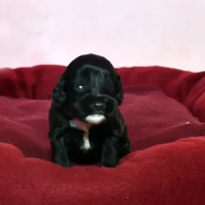 Paw & Mac Litter - Female Purple (Miniature)