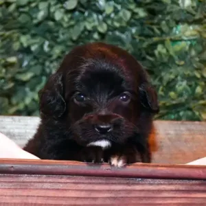 Paw & Mac Litter - Female Purple (Miniature)