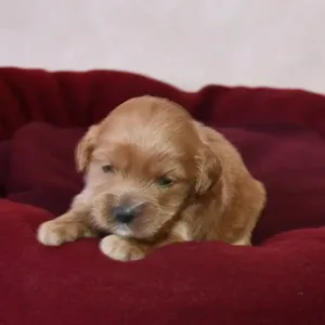 Paw & Mac Litter - Female Red (Miniature)