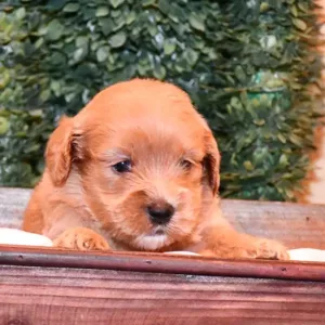 Paw & Mac Litter - Female Red (Miniature)