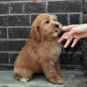 Paw & Mac Litter - Female Red (Miniature)