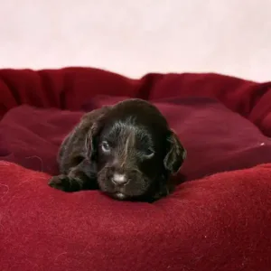 Paw & Mac Litter - Female Teal (Miniature)