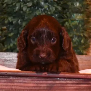 Paw & Mac Litter - Female Teal (Miniature)