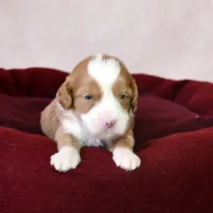 Paw & Mac Litter - Female Yellow (Miniature)
