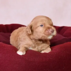 Paw & Mac Litter - Male Blue (Miniature)