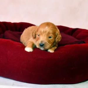 Paw & Mac Litter - Male Blue/Green (Miniature)