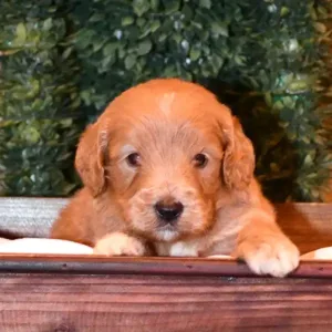 Paw & Mac Litter - Male Blue/Green (Miniature)