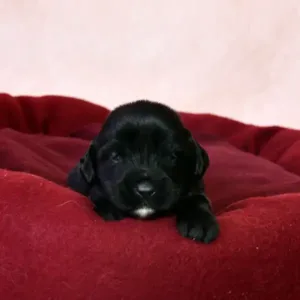 Paw & Mac Litter - Male Green (Miniature)