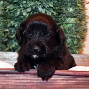 Paw & Mac Litter - Male Green (Miniature)