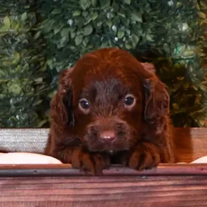 Paw & Mac Litter - Male Orange (Miniature)