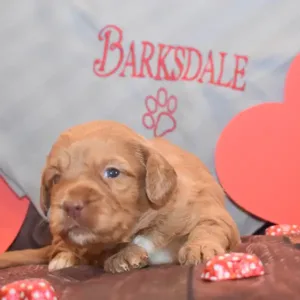 Sara & Ranger Litter - Female Pink