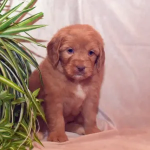Sara & Ranger Litter - Female Pink