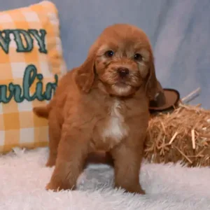 Sara & Ranger Litter - Female Pink