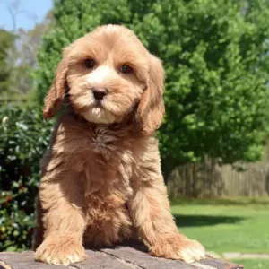 Sara & Ranger Litter - Female Pink