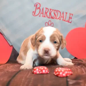 Sara & Ranger Litter - Female Pink/Purple