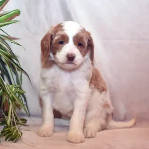 Sara & Ranger Litter - Female Pink/Purple