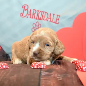 Sara & Ranger Litter - Female Purple