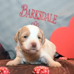 Sara & Ranger Litter - Female Teal