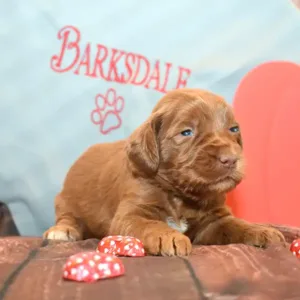 Sara & Ranger Litter - Female Yellow