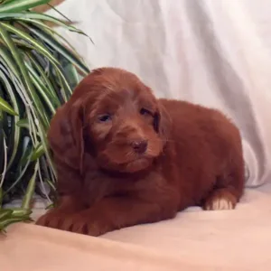 Sara & Ranger Litter - Female Yellow