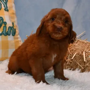 Sara & Ranger Litter - Female Yellow