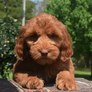 Sara & Ranger Litter - Female Yellow
