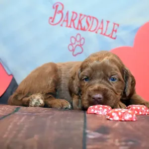 Sara & Ranger Litter - Male Black