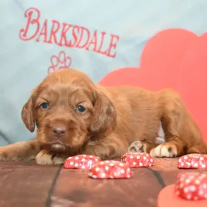Sara & Ranger Litter - Male Brown