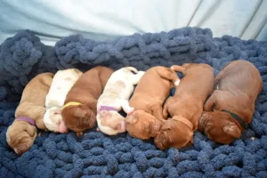 Sara & Ranger's Litter