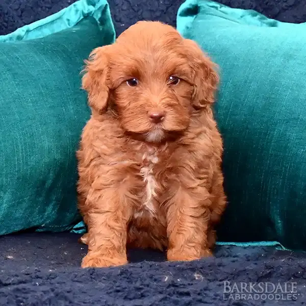 Daisey & Sprite Litter - Female Brown