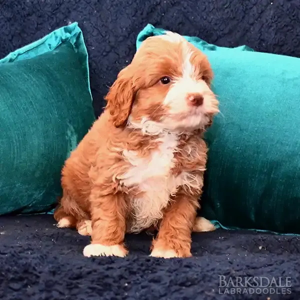 Daisey & Sprite Litter - Male Green