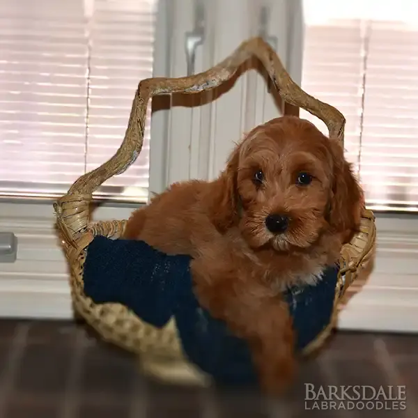 Ellie & Buzz Litter - Male Blue