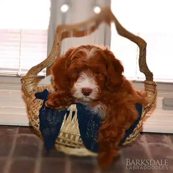 Ellie & Buzz Litter - Male Orange