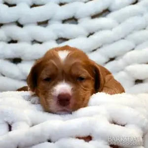 Sara & Shiloh - Female Pink