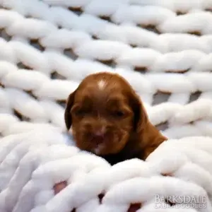 Sara & Shiloh - Female Purple