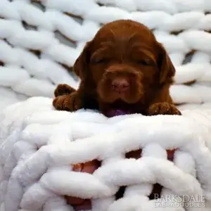 Sara & Shiloh - Female Teal