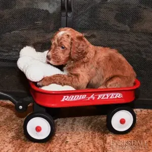 Sara & Shiloh - Male Black