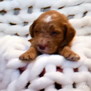 Sara & Shiloh - Male Black