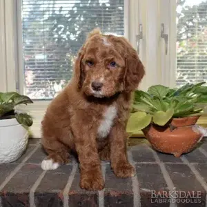 Sara & Shiloh - Male Black