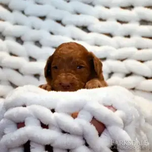 Sara & Shiloh - Male Blue