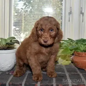 Sara & Shiloh - Male Blue