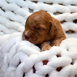 Sara & Shiloh - Male Gray